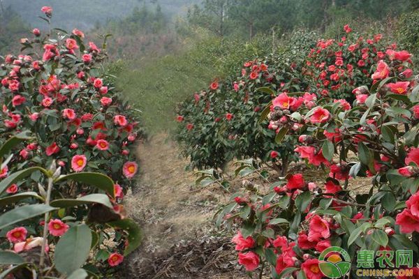 红花油茶树种植管理技术-图片版权归惠农网所有