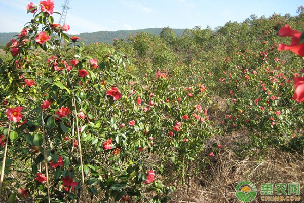 红花油茶树种植管理技术-图片版权归惠农网所有