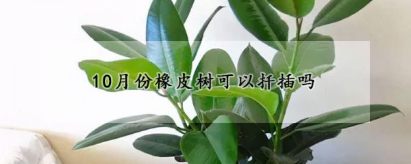 10月份橡皮树可以扦插吗