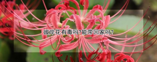 彼岸花有毒吗?能带回家吗?