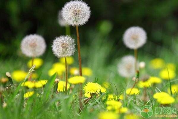 蒲公英种植时间和人工种植方法-图片版权归惠农网所有