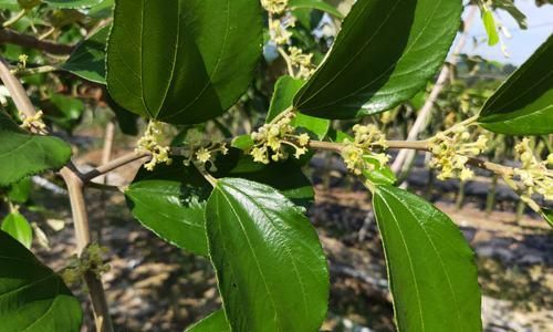 大青枣的开花次数及适宜种植条件（一年开几次花）