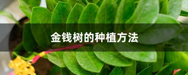 金钱树的种植方法，可以用普通的泥土种植吗