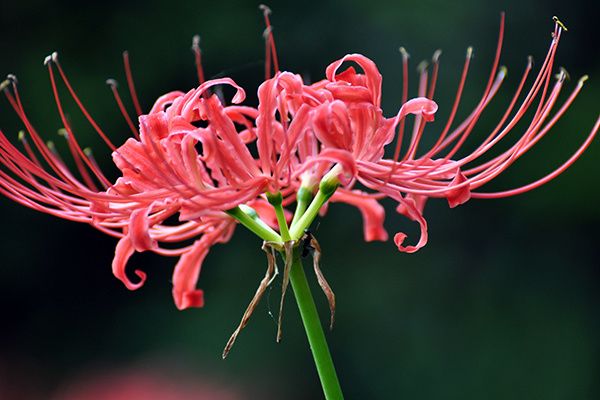 彼岸花养殖 