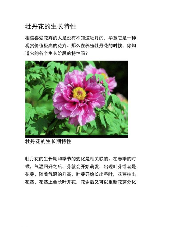 牡丹花的种植方法及养护注意要点