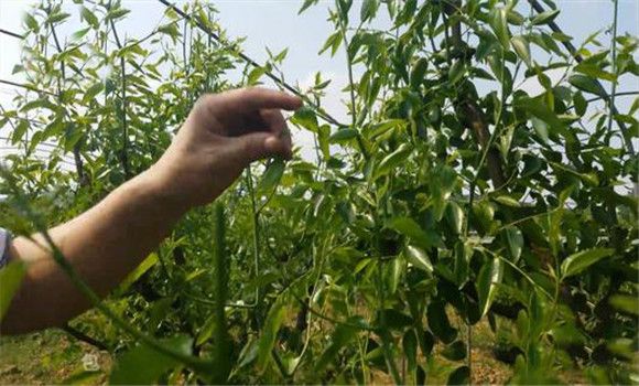 枣树夏季修剪与管理技术要点