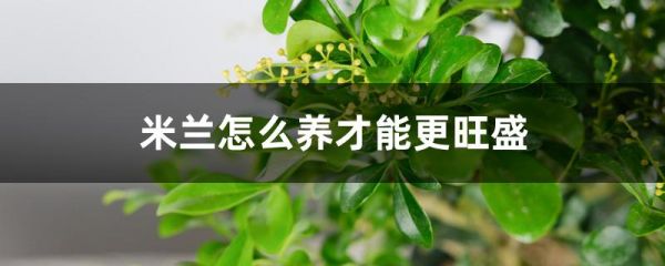 米兰怎么养才能更旺盛