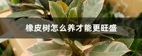 橡皮树怎么养才能更旺盛