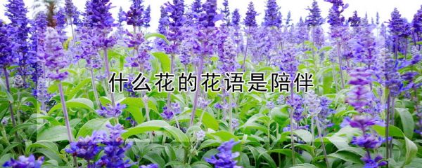 什么花的花语是陪伴