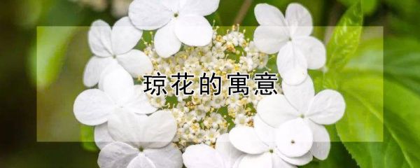 琼花的寓意