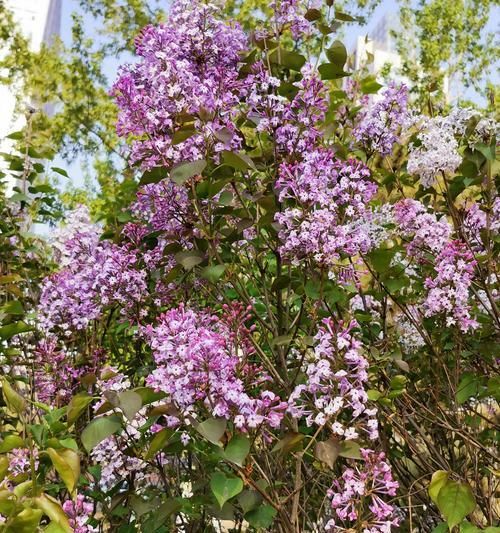 丁香花的寓意与象征意义（揭秘丁香花的神秘符号与寄托情感）