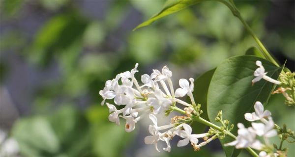 丁香花的寓意与象征意义（揭秘丁香花的神秘符号与寄托情感）