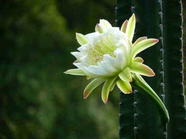 这种花高度惊人，盘点龙骨花的养殖方法及注意事项！