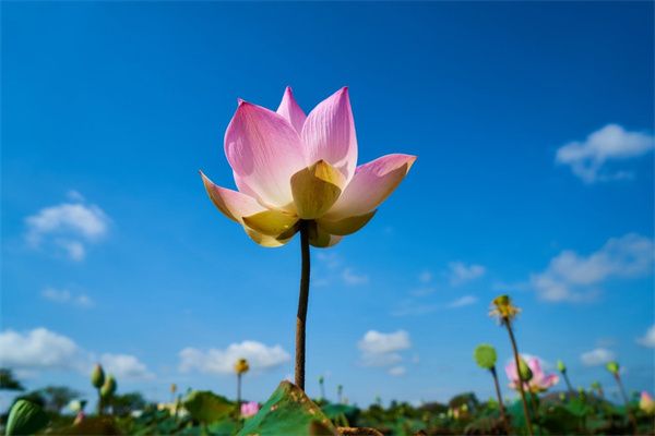 石竹花怎么养殖（石竹花的种植与栽培技术）