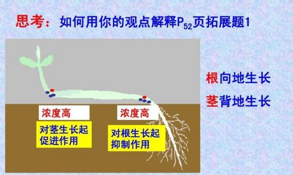 如何快速让一叶莲生根（掌握这些技巧让你轻松实现种植愿望）