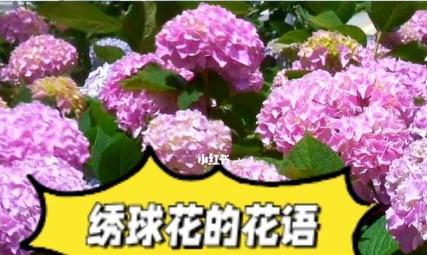 绣球花的花语与含义（传递祝福和爱意的花朵——绣球花）