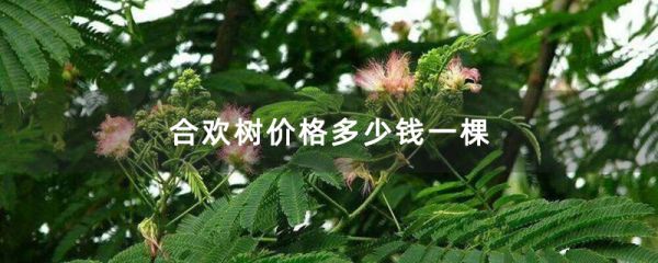 合欢树价格多少钱一棵