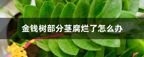 金钱树部分茎腐烂了怎么办