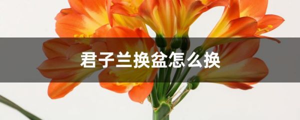 君子兰换盆怎么换