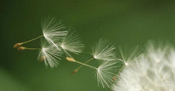 蒲公英的花语与寓意（探寻蒲公英的内涵与象征）