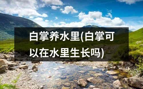 白掌养水里(白掌可以在水里生长吗)