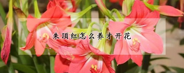 朱顶红怎么养才开花