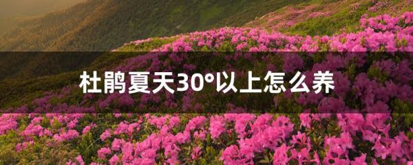 杜鹃夏天30°以上怎么养