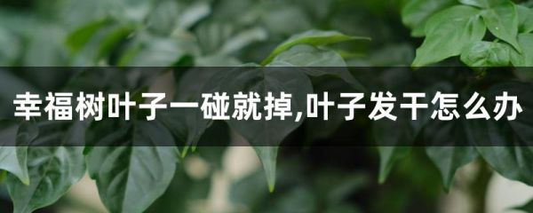 幸福树叶子一碰就掉,叶子发干怎么办