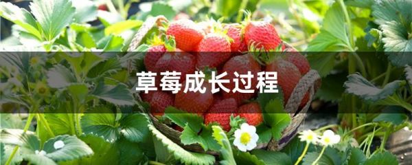 草莓成长过程