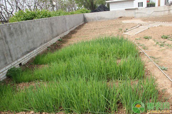 香葱的种植方法和时间-图片版权归惠农网所有