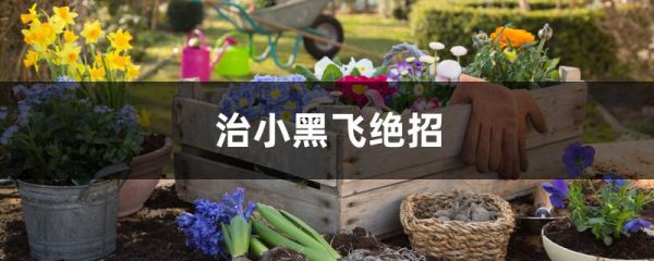 治小黑飞绝招