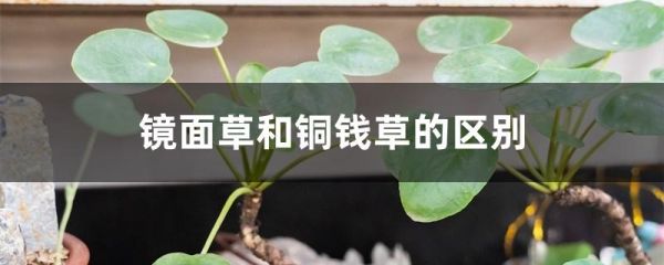 镜面草和铜钱草的区别