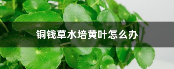 铜钱草水培黄叶怎么办