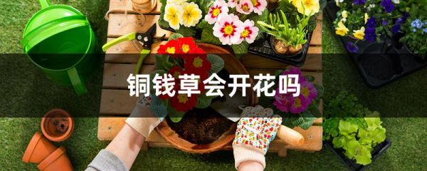 铜钱草会开花吗