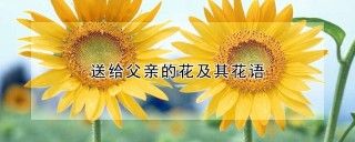 送给父亲的花及其花语,第1图