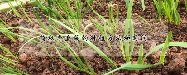 秋季韭菜的种植方法和时间