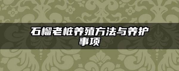 石榴老桩养殖方法与养护事项