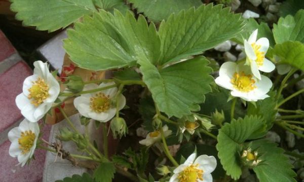 草莓室内种植攻略（享受四季草莓乐趣，掌握室内栽培技巧）