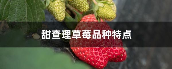 甜查理草莓品种特点