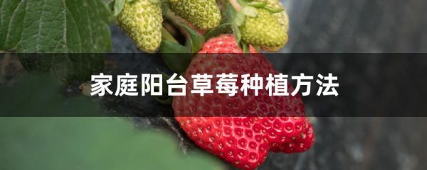 家庭阳台草莓种植方法