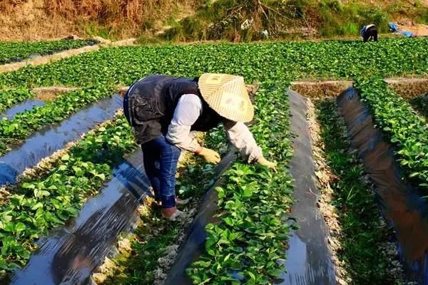 冬天12月可以种草莓吗，可以种但需要防寒保暖