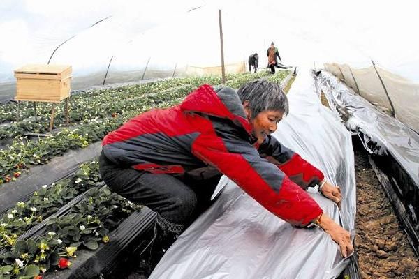 冬天12月可以种草莓吗，可以种但需要防寒保暖