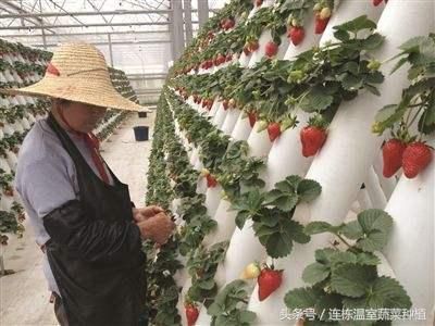 日光温室种植草莓大家见过，水培的草莓种出新花样