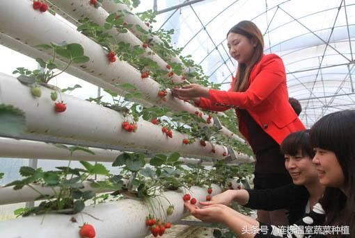 日光温室种植草莓大家见过，水培的草莓种出新花样