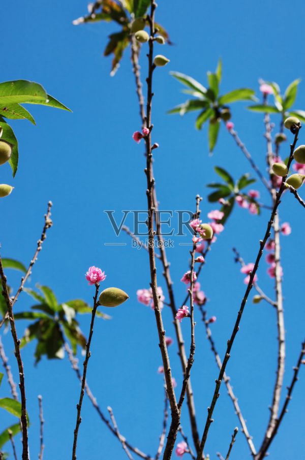 樱花树，花和果实照片摄影图片