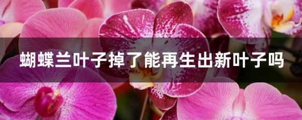 蝴蝶兰叶子掉了能再生出新叶子吗