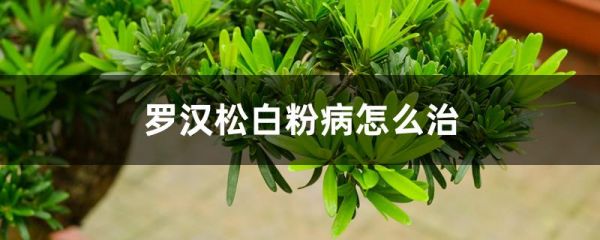 罗汉松白粉病怎么治