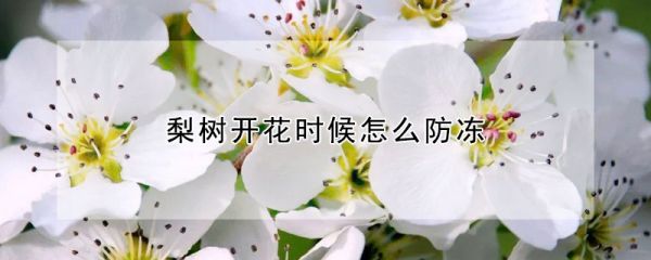 梨树开花时候怎么防冻