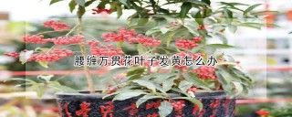 腰缠万贯花叶子发黄怎么办,第1图