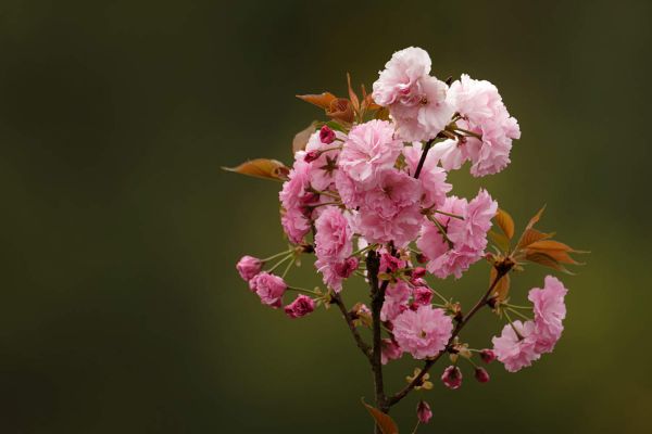 两性花